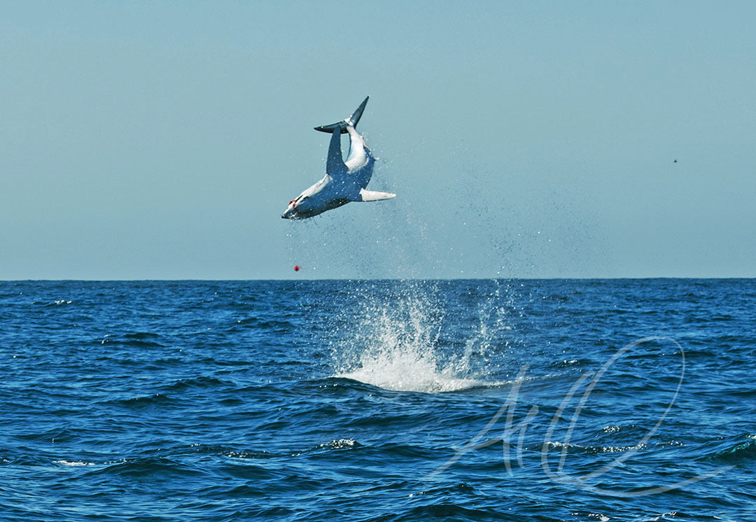 Mako shark breaching the surface during intense fly fishing battle off Southern California coast
