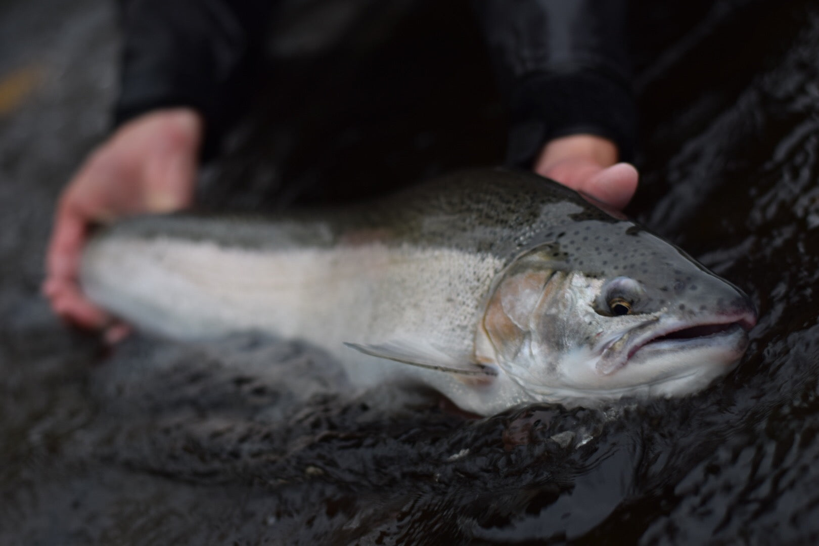 Angler landing steelhead in Great Lakes tributary using Cortland fly fishing setup